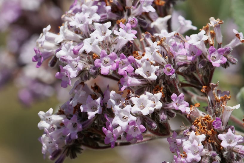 Yerba Santa, or Eriodictyon californicum, is a shrub native to California, Oregon, and parts of Mexico.