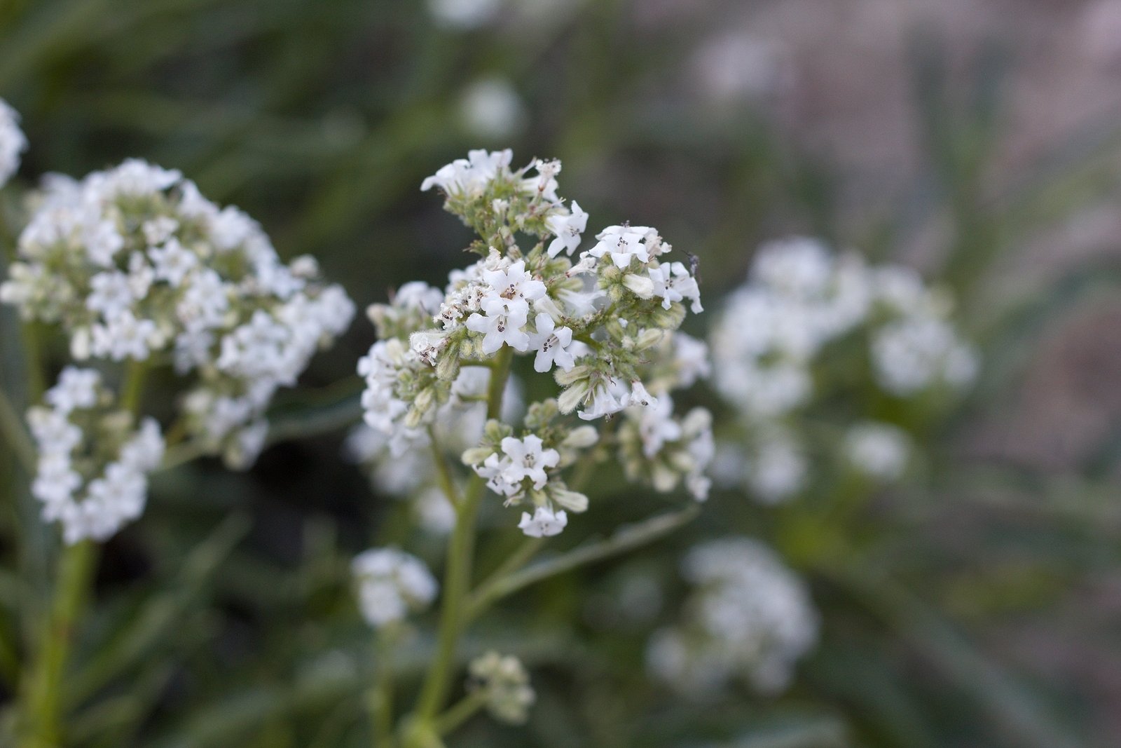 yerba sante for energy