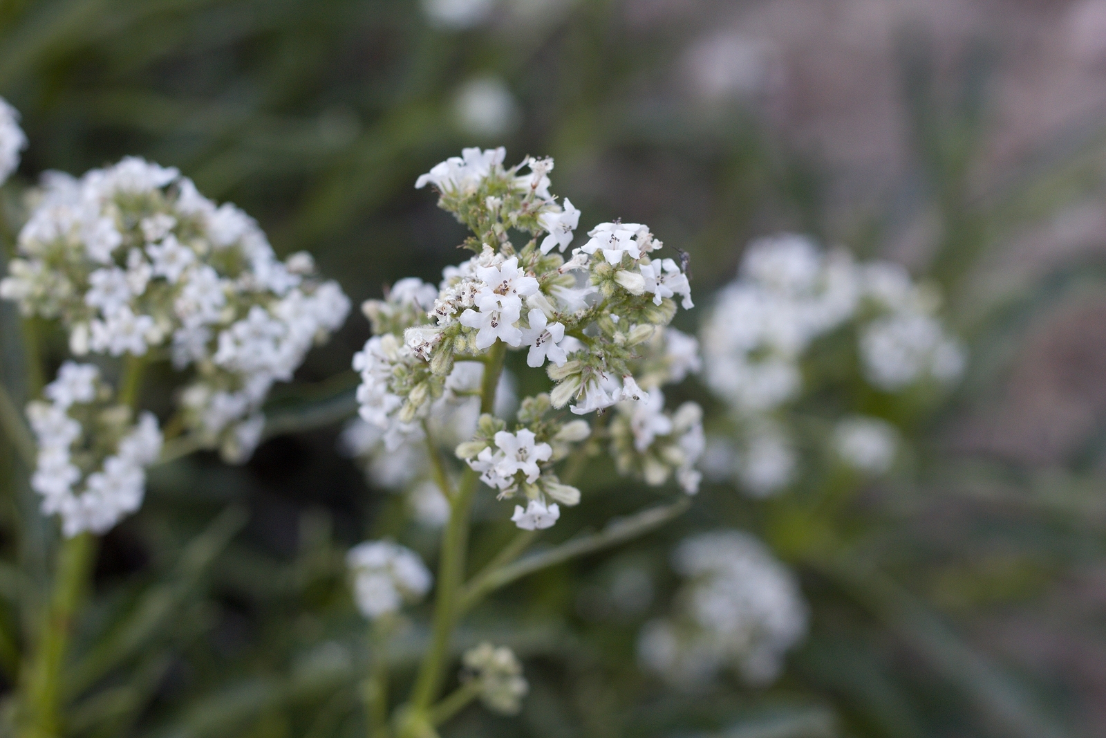 Yerba Santa, or Eriodictyon californicum, is a shrub native to California, Oregon, and parts of Mexico.